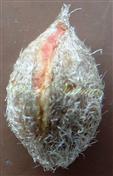  Seed
